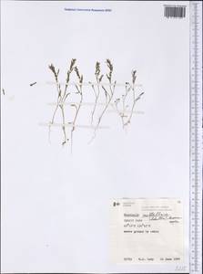 Blitum nuttallianum Roem. & Schult., Америка (AMER) (Канада)
