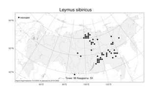 Leymus sibiricus, Волоснец сибирский (Trautv.) J.L.Yang & C.Yen, Атлас флоры России (FLORUS) (Россия)