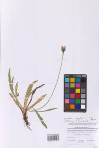 Кульбаба шершаволистная L., Восточная Европа, Московская область и Москва (E4a) (Россия)