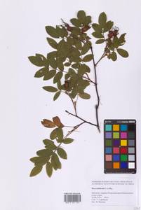 Шиповник даурский Pall., Сибирь, Чукотка и Камчатка (S7) (Россия)