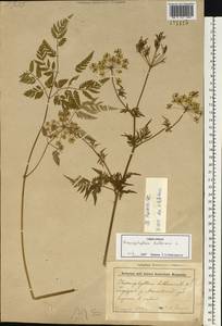 Бутень Прескотта DC., Восточная Европа, Белоруссия (E3a) (Белоруссия)