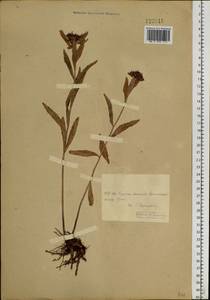 Очиток живучий (L.) 't Hart, Сибирь, Прибайкалье и Забайкалье (S4) (Россия)