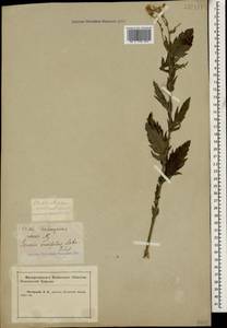 Jacobaea erucifolia subsp. grandidentata (Ledeb.) V. V. Fateryga & Fateryga, Кавказ, Краснодарский край и Адыгея (K1a) (Россия)