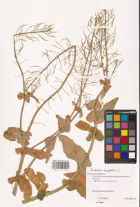 Brassica rapa subsp. sylvestris (L.) Janch., Восточная Европа, Центральный район (E4) (Россия)
