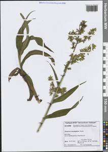 Чемерица остродольная Turcz., Сибирь, Центральная Сибирь (S3) (Россия)