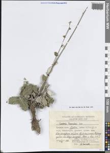 Кузиния гамады Juz., Средняя Азия и Казахстан, Памир и Памиро-Алай (M2) (Узбекистан)