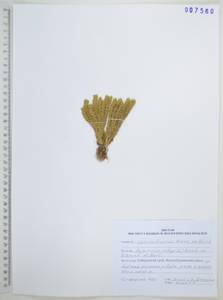 Баранец обыкновенный (L.) Bernh., Сибирь, Дальний Восток (S6) (Россия)