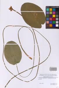 Кубышка малая (Timm) DC., Восточная Европа, Московская область и Москва (E4a) (Россия)