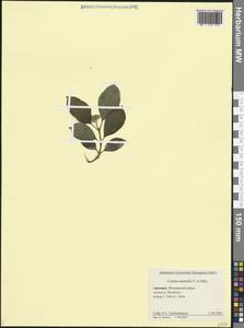 Свидина южная (C.A.Mey.) Jáv., Кавказ, Армения (K5) (Армения)