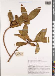 Polyspora axillaris (Roxb.) Sweet, Зарубежная Азия (ASIA) (Вьетнам)