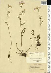 Cardamine pratensis subsp. dentata (Schult.) Celak., Восточная Европа, Московская область и Москва (E4a) (Россия)