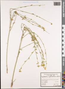Euphorbia erythradenia Boiss., Зарубежная Азия (ASIA) (Иран)