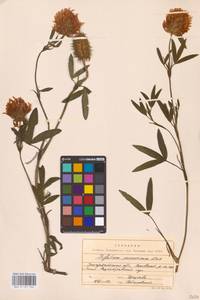 Клевер венгерский Jacq., Восточная Европа, Западно-Украинский район (E13) (Украина)