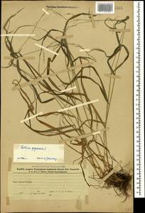 Lolium giganteum (L.) Darbysh., Кавказ, Азербайджан (K6) (Азербайджан)