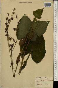 Lactuca macrophylla subsp. macrophylla, Восточная Европа, Восточный район (E10) (Россия)