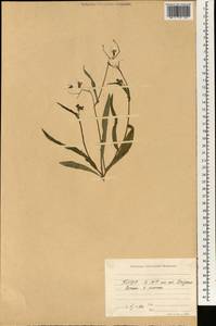 Ixeris chinensis subsp. chinensis, Зарубежная Азия (ASIA) (КНДР)