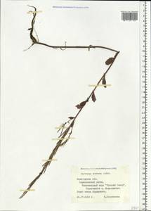 Сурепка прямая, Сурепка сжатая Andrz., Восточная Европа, Северный район (E1) (Россия)