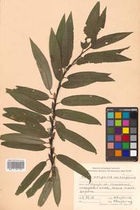 Ива кангинская Nakai, Сибирь, Дальний Восток (S6) (Россия)