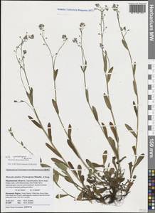 Незабудка стелющаяся Host, Восточная Европа, Северный район (E1) (Россия)