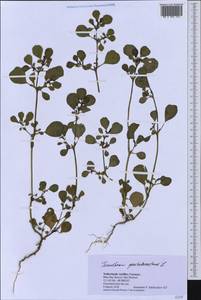 Trianthema portulacastrum L., Америка (AMER) (Кюрасао)