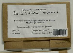 Pseudoleskeella rupestris (Berggr.) Hedenäs & L. Söderstr., Гербарий мохообразных, Мхи - Чукотка и Камчатка (B21) (Россия)