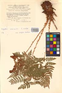 Dryopteris dilatata subsp. dilatata, Сибирь, Чукотка и Камчатка (S7) (Россия)