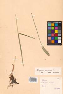 Лисохвост луговой L., Сибирь, Дальний Восток (S6) (Россия)