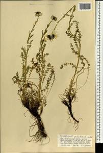 Tanacetum pulchrum (Ledeb.) Sch. Bip., Монголия (MONG) (Монголия)