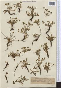 Шульция косматая (Pall.) Spreng., Средняя Азия и Казахстан, Северный и Центральный Тянь-Шань (M4) (Казахстан)