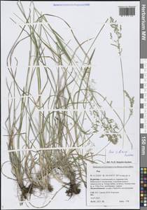 Мятлик сибирский Roshev., Сибирь, Прибайкалье и Забайкалье (S4) (Россия)