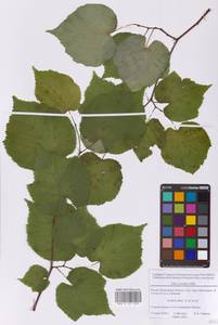 Липа сердцелистная, Липа мелколистная Mill., Восточная Европа, Московская область и Москва (E4a) (Россия)