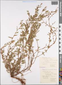 Спорыш простертый, Спорыш обыкновенный Boreau, Восточная Европа, Центральный лесостепной район (E6) (Россия)