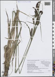 Осока заостренная Ehrh., Восточная Европа, Центральный район (E4) (Россия)
