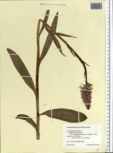 Dactylorhiza maculata subsp. fuchsii (Druce) Hyl., Восточная Европа, Западный район (E3) (Россия)