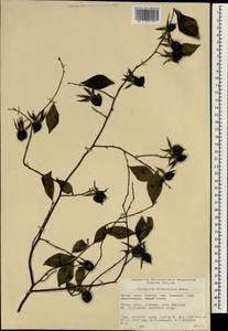 Diospyros rhombifolia Hemsl., Зарубежная Азия (ASIA) (КНР)