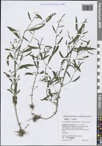 Лебеда раскидистая L., Сибирь, Прибайкалье и Забайкалье (S4) (Россия)