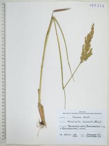 Тростянка жестковолосистая (Thunb.) Tanaka, Сибирь, Дальний Восток (S6) (Россия)