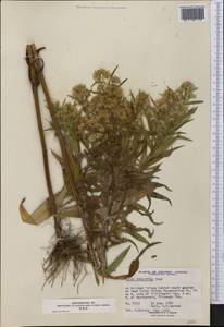 Symphyotrichum lanceolatum var. hesperium (A. Gray) G. L. Nesom, Америка (AMER) (Канада)