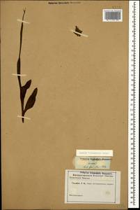 Неотинея трехзубчатая (Scop.) R.M.Bateman, Pridgeon & M.W.Chase, Кавказ (без точных местонахождений) (K0)
