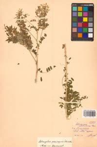 Астрагал повислоцветковый Lam., Сибирь, Дальний Восток (S6) (Россия)