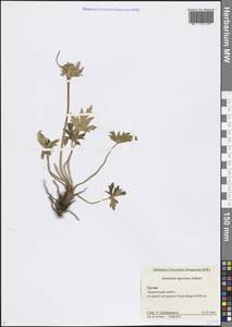 Anemonastrum narcissiflorum subsp. chrysanthum (Ulbr.) Raus, Кавказ, Грузия (K4) (Грузия)