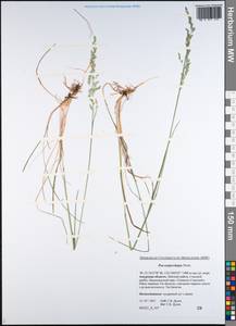 Poa pratensis subsp. pratensis, Сибирь, Дальний Восток (S6) (Россия)