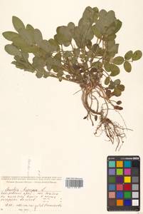 Арахис подземный, Арахис культурный L., Сибирь, Дальний Восток (S6) (Россия)