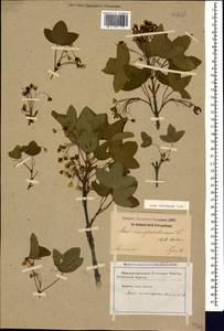 Клен грузинский (Willd.) Yalt., Кавказ, Армения (K5) (Армения)