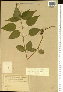 Circaea ×intermedia Ehrh., Восточная Европа, Центральный район (E4) (Россия)