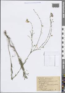 Лен многолетний L., Восточная Европа, Ростовская область (E12a) (Россия)