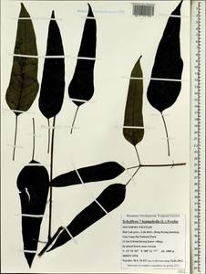 Heptapleurum heptaphyllum (L.) Y. F. Deng, Зарубежная Азия (ASIA) (Вьетнам)