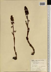 Гнездовка настоящая, Гнездовка обыкновенная (L.) Rich., Восточная Европа, Западно-Украинский район (E13) (Украина)