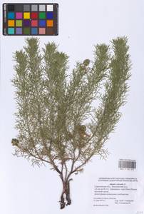 Горицвет весенний, Адонис весенний L., Восточная Европа, Нижневолжский район (E9) (Россия)