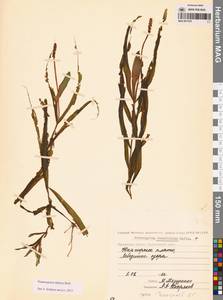 Рдест альпийский Balb., Сибирь, Чукотка и Камчатка (S7) (Россия)